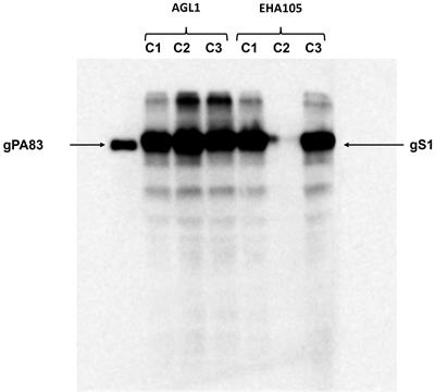 SARS-CoV-2 spike protein S1 subunit induces potent neutralizing responses in mice and is effective against Delta and Omicron variants